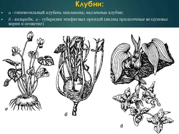 Клубни: а - гипокотильный клубень цикламена; надземные клубни: б - кольраби;