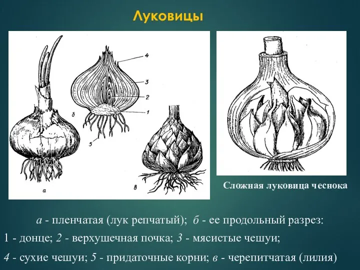 а - пленчатая (лук репчатый); б - ее продольный разрез: 1