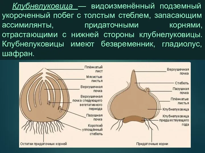 Клубнелуковица — видоизменённый подземный укороченный побег с толстым стеблем, запасающим ассимилянты,