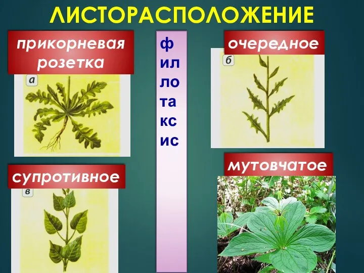 ЛИСТОРАСПОЛОЖЕНИЕ мутовчатое очередное супротивное прикорневая розетка филлотаксис