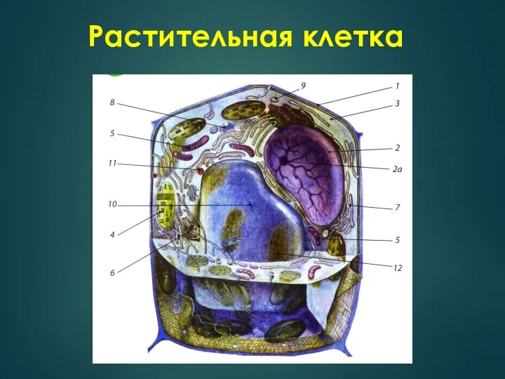 Растительная клетка