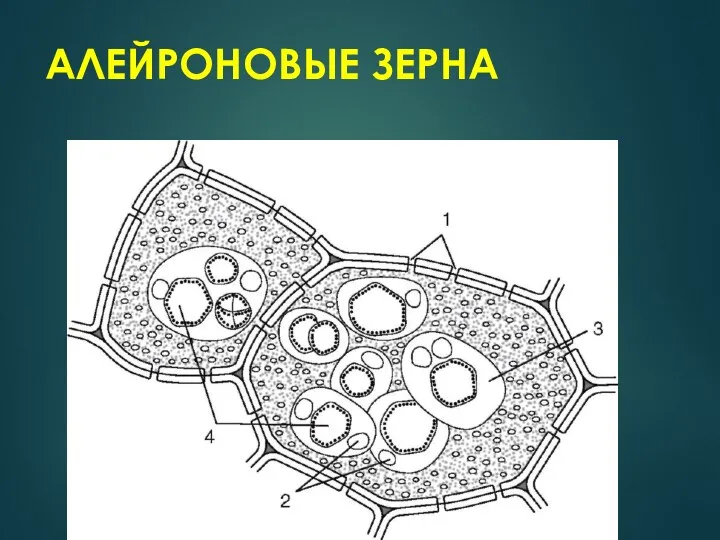 АЛЕЙРОНОВЫЕ ЗЕРНА