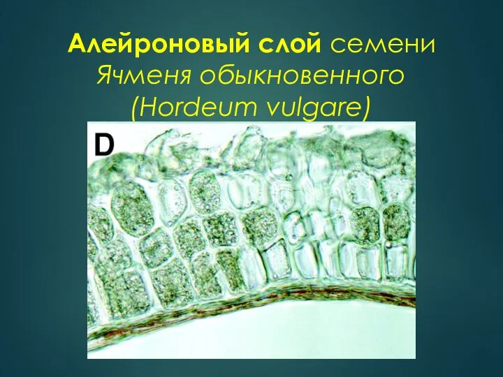 Алейроновый слой семени Ячменя обыкновенного (Hordeum vulgare)