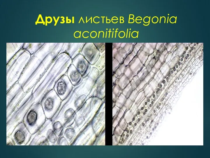 Друзы листьев Begonia aconitifolia