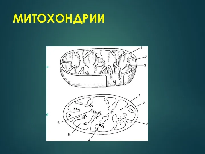 МИТОХОНДРИИ