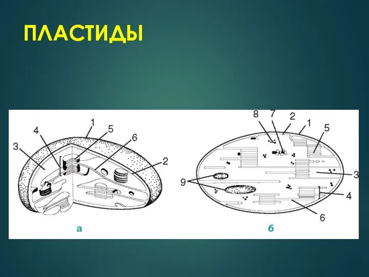 ПЛАСТИДЫ