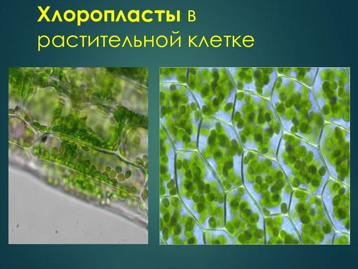 Хлоропласты в растительной клетке