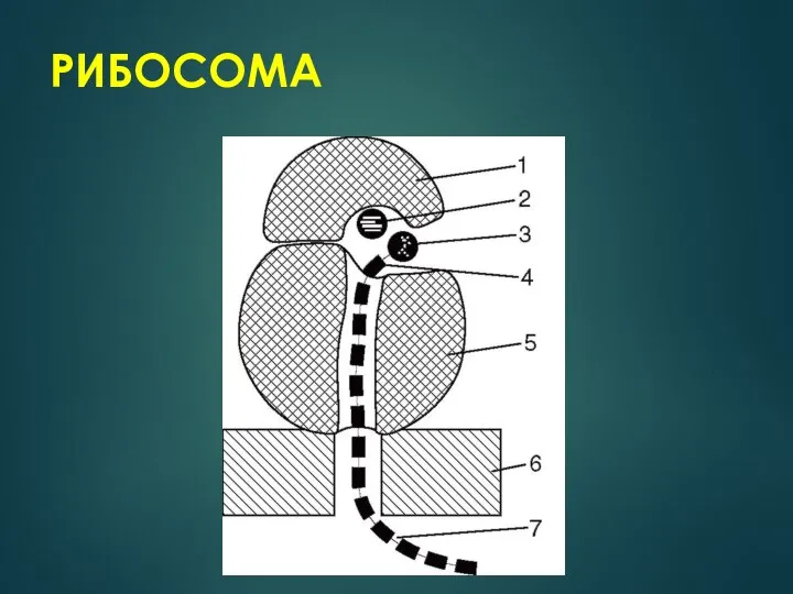 РИБОСОМА