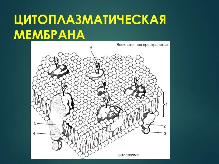 ЦИТОПЛАЗМАТИЧЕСКАЯ МЕМБРАНА