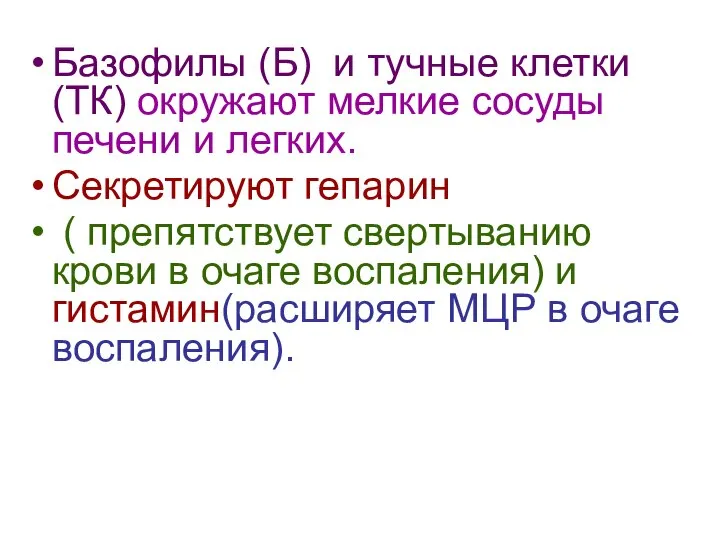 Базофилы (Б) и тучные клетки (ТК) окружают мелкие сосуды печени и