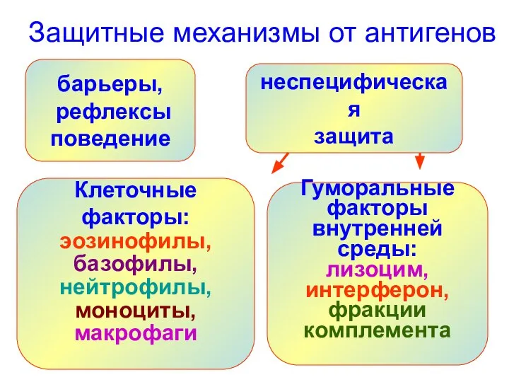 Защитные механизмы от антигенов неспецифическая защита барьеры, рефлексы поведение Клеточные факторы: