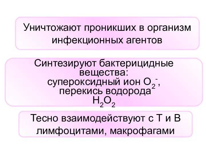 Уничтожают проникших в организм инфекционных агентов Тесно взаимодействуют с Т и