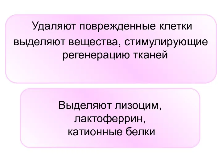 Удаляют поврежденные клетки выделяют вещества, стимулирующие регенерацию тканей Выделяют лизоцим, лактоферрин, катионные белки