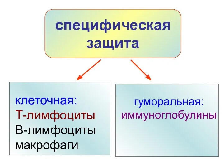 специфическая защита клеточная: Т-лимфоциты В-лимфоциты макрофаги гуморальная: иммуноглобулины