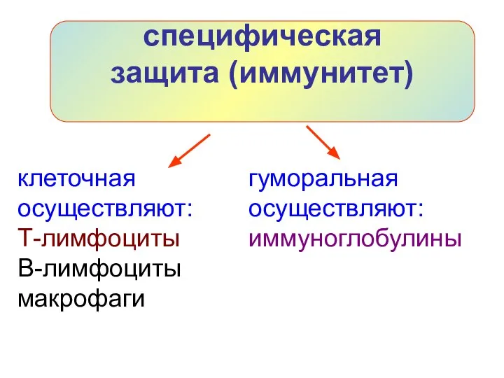 специфическая защита (иммунитет) клеточная осуществляют: Т-лимфоциты В-лимфоциты макрофаги гуморальная осуществляют: иммуноглобулины