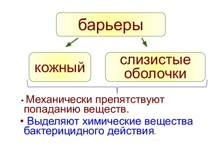 барьеры кожный слизистые оболочки Механически препятствуют попаданию веществ. Выделяют химические вещества бактерицидного действия.