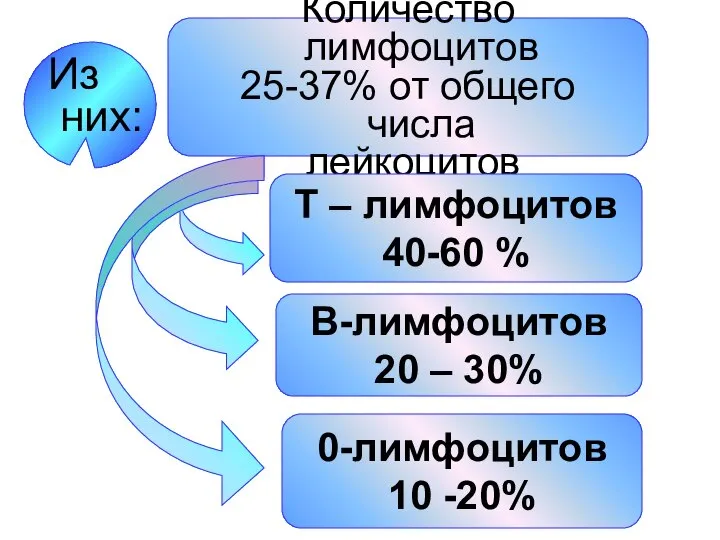 Количество лимфоцитов 25-37% от общего числа лейкоцитов В-лимфоцитов 20 – 30%