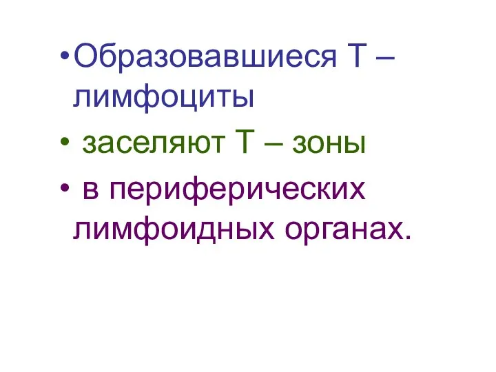 Образовавшиеся Т – лимфоциты заселяют Т – зоны в периферических лимфоидных органах.