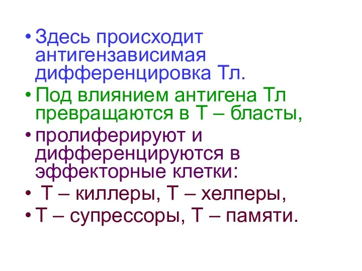 Здесь происходит антигензависимая дифференцировка Тл. Под влиянием антигена Тл превращаются в