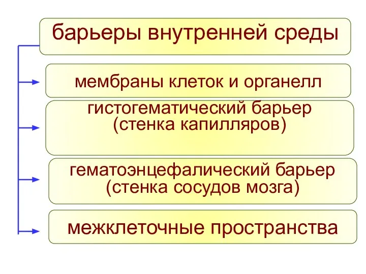 барьеры внутренней среды мембраны клеток и органелл гистогематический барьер (стенка капилляров)