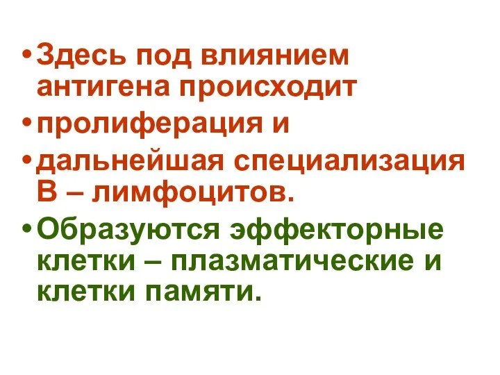 Здесь под влиянием антигена происходит пролиферация и дальнейшая специализация В –