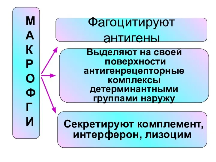 Фагоцитируют антигены Выделяют на своей поверхности антигенрецепторные комплексы детерминантными группами наружу