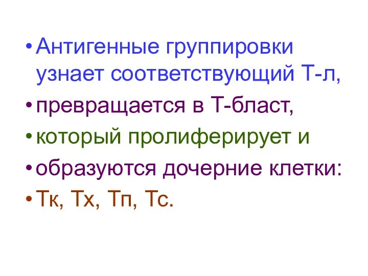 Антигенные группировки узнает соответствующий Т-л, превращается в Т-бласт, который пролиферирует и