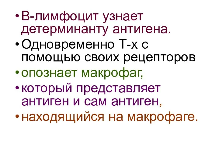 В-лимфоцит узнает детерминанту антигена. Одновременно Т-х с помощью своих рецепторов опознает