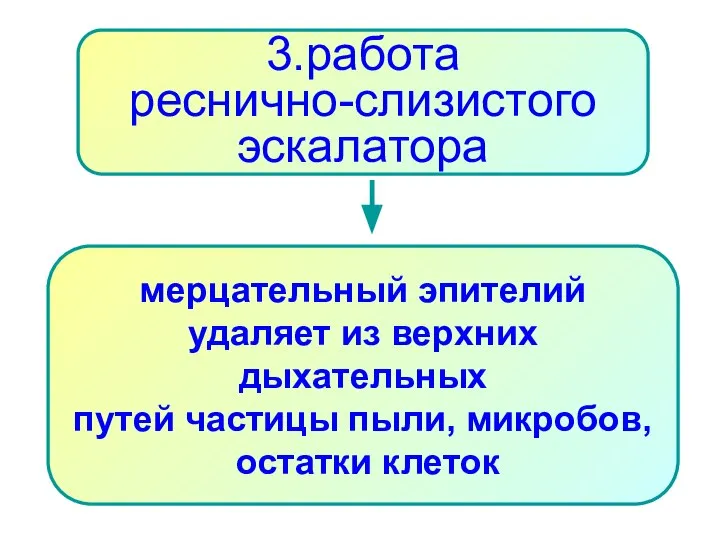 3.работа реснично-слизистого эскалатора мерцательный эпителий удаляет из верхних дыхательных путей частицы пыли, микробов, остатки клеток