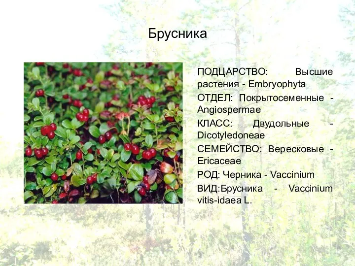 Брусника ПОДЦАРСТВО: Высшие растения - Embryophyta ОТДЕЛ: Покрытосеменные - Angiospermae КЛАСС: