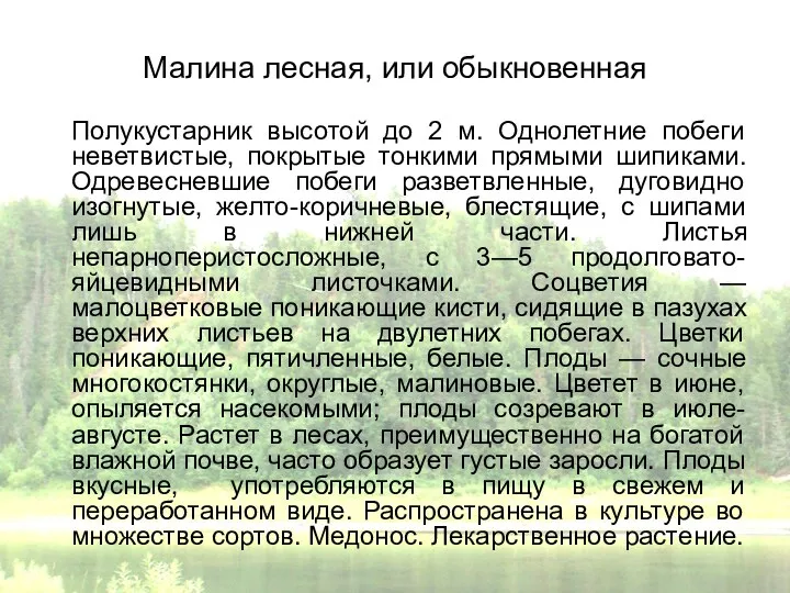 Малина лесная, или обыкновенная Полукустарник высотой до 2 м. Однолетние побеги