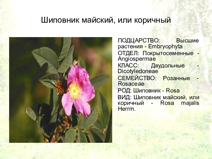 Шиповник майский, или коричный ПОДЦАРСТВО: Высшие растения - Embryophyta ОТДЕЛ: Покрытосеменные