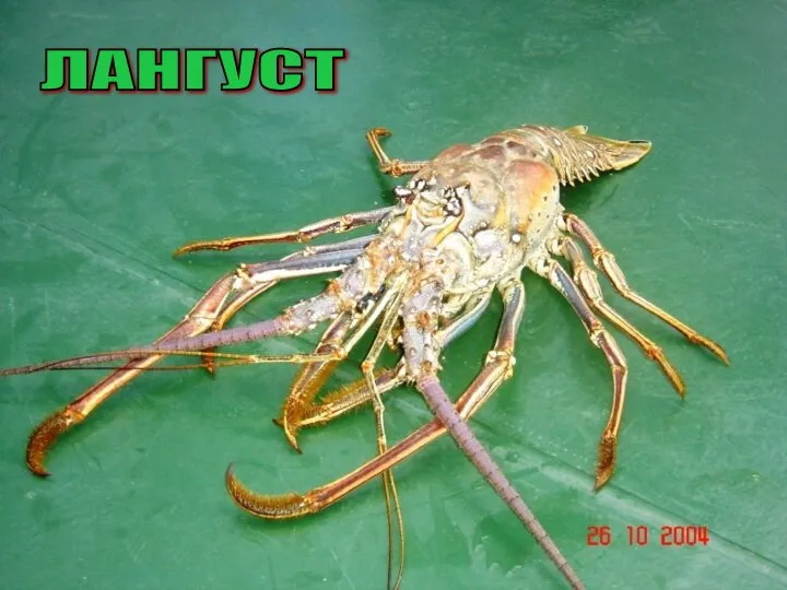 ЛАНГУСТ