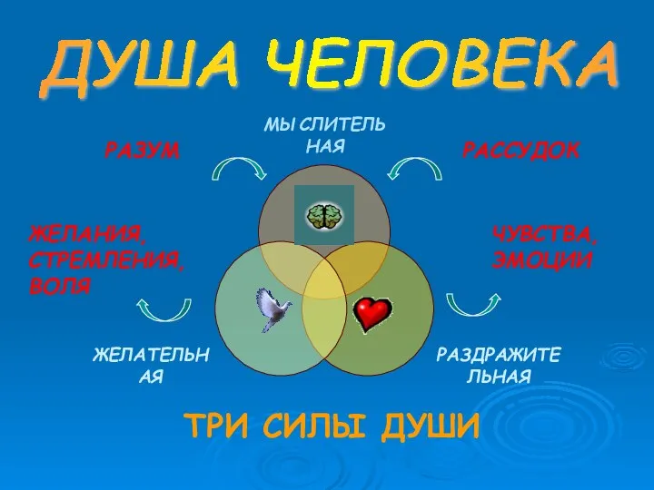 ДУША ЧЕЛОВЕКА ТРИ СИЛЫ ДУШИ РАЗУМ РАССУДОК ЖЕЛАНИЯ, СТРЕМЛЕНИЯ, ВОЛЯ ЧУВСТВА, ЭМОЦИИ