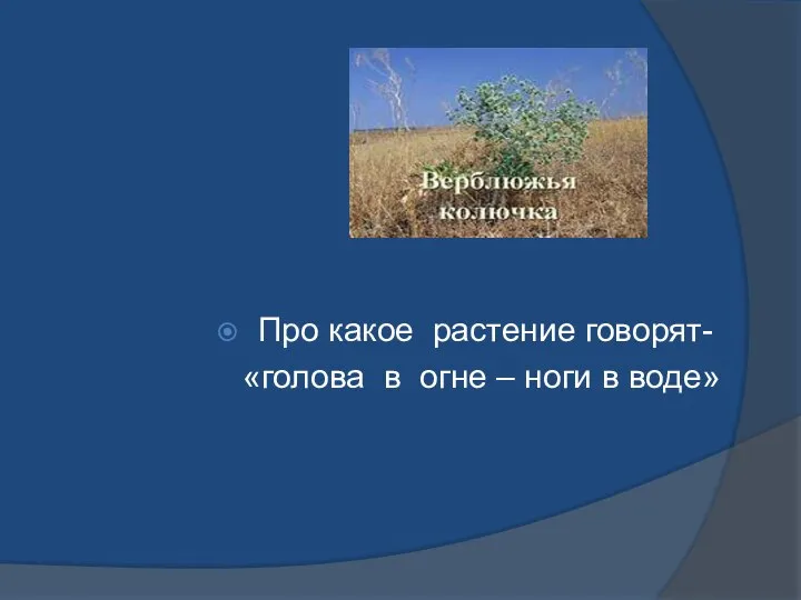 Про какое растение говорят- «голова в огне – ноги в воде»