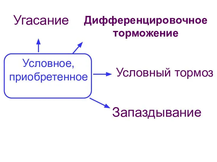 Условное, приобретенное Угасание Дифференцировочное торможение Условный тормоз Запаздывание