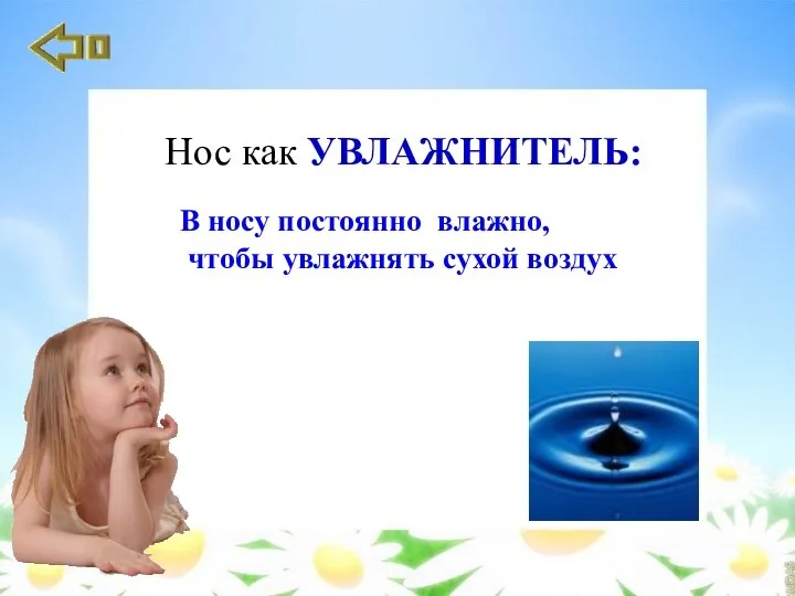 В носу постоянно влажно, чтобы увлажнять сухой воздух Нос как УВЛАЖНИТЕЛЬ: