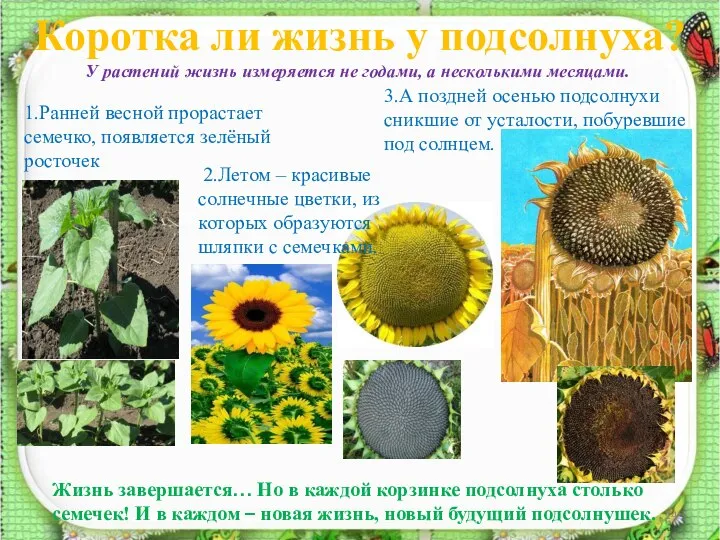 Коротка ли жизнь у подсолнуха? 1.Ранней весной прорастает семечко, появляется зелёный