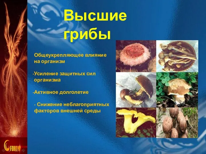 Общеукрепляющее влияние на организм Усиление защитных сил организма Активное долголетие -