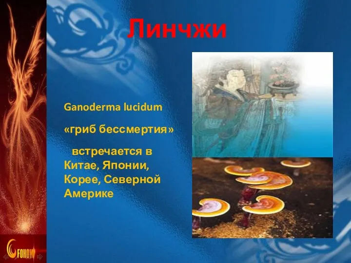 Ganoderma lucidum «гриб бессмертия» встречается в Китае, Японии, Корее, Северной Америке Линчжи