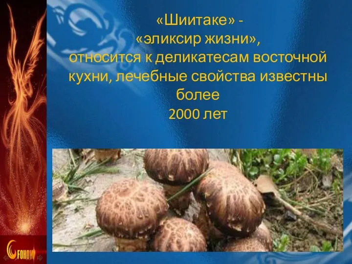 «Шиитаке» - «эликсир жизни», относится к деликатесам восточной кухни, лечебные свойства известны более 2000 лет