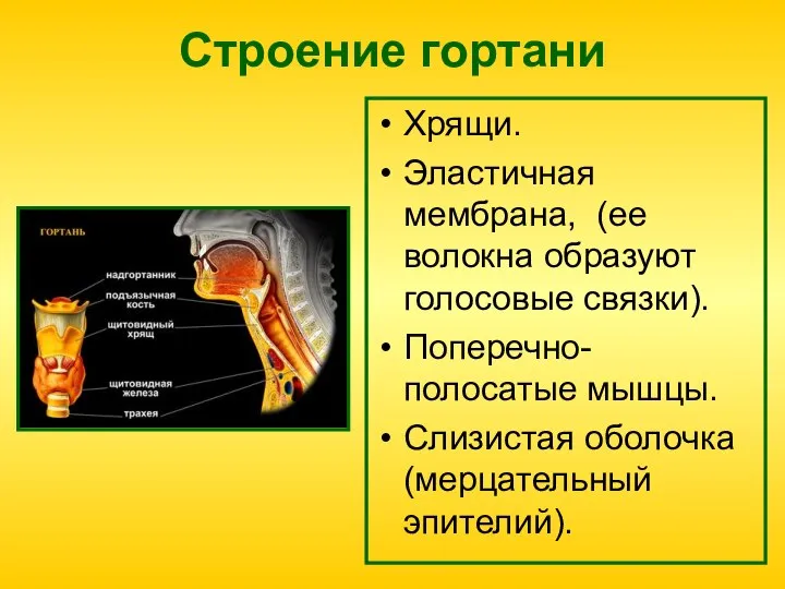 Строение гортани Хрящи. Эластичная мембрана, (ее волокна образуют голосовые связки). Поперечно-полосатые мышцы. Слизистая оболочка (мерцательный эпителий).