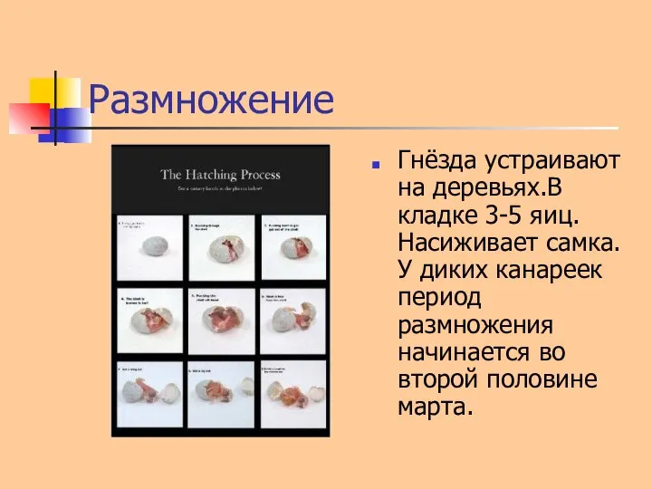 Размножение Гнёзда устраивают на деревьях.В кладке 3-5 яиц.Насиживает самка.У диких канареек