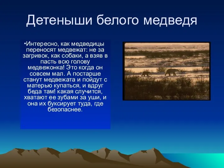 Детеныши белого медведя В берлогах (в январе-феврале) медведицы рожают: молодые —