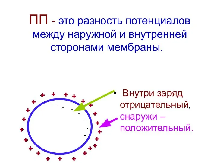 Внутри заряд отрицательный, снаружи – положительный. ПП - это разность потенциалов