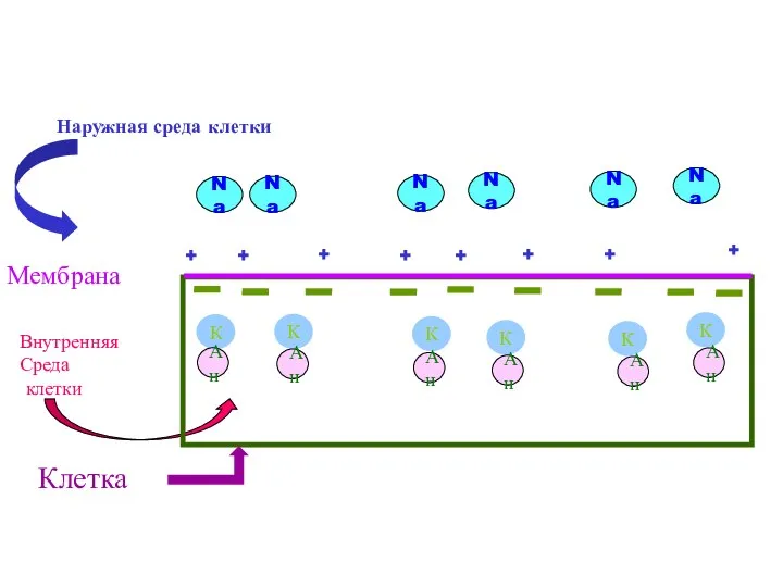 Наружная среда клетки Мембрана Внутренняя Среда клетки Na Na Na Na