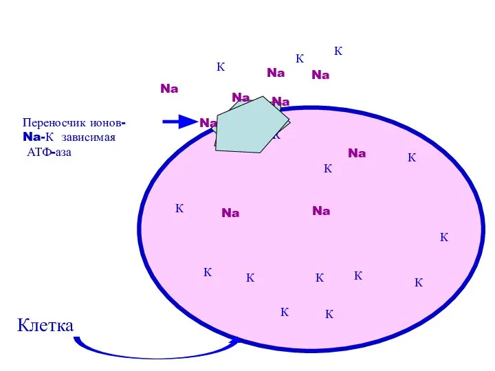 Клетка Переносчик ионов- Na-К зависимая АТФ-аза Na Na К К К