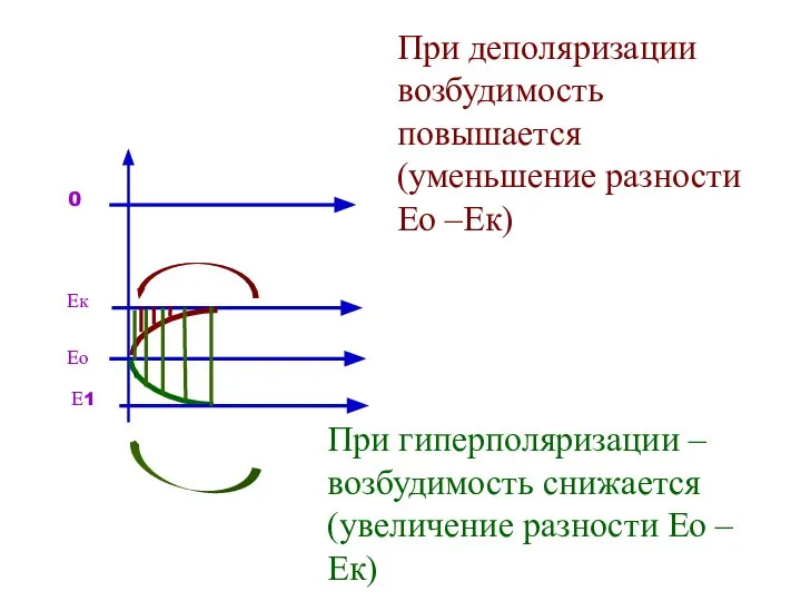 Ео Ек 0 При деполяризации возбудимость повышается (уменьшение разности Ео –Ек)