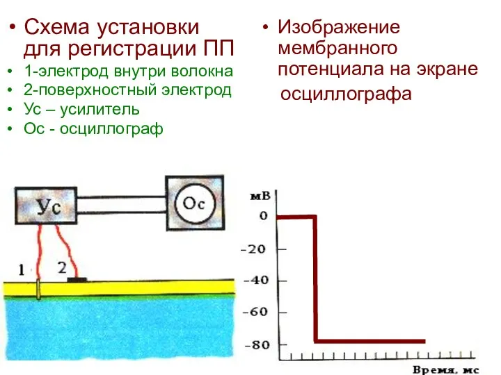 Схема установки для регистрации ПП 1-электрод внутри волокна 2-поверхностный электрод Ус