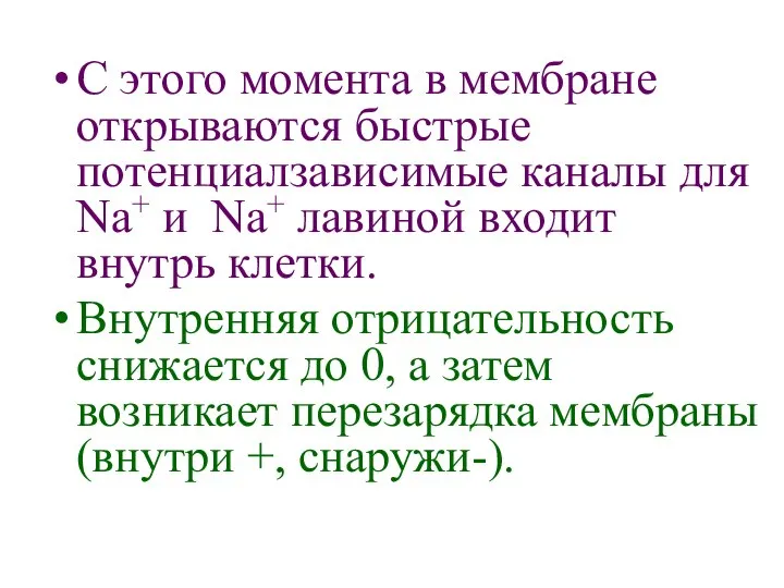 С этого момента в мембране открываются быстрые потенциалзависимые каналы для Na+